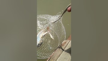 Câu cá giải trí, cửa biển Lý Nhơn huyện Cần Giờ.