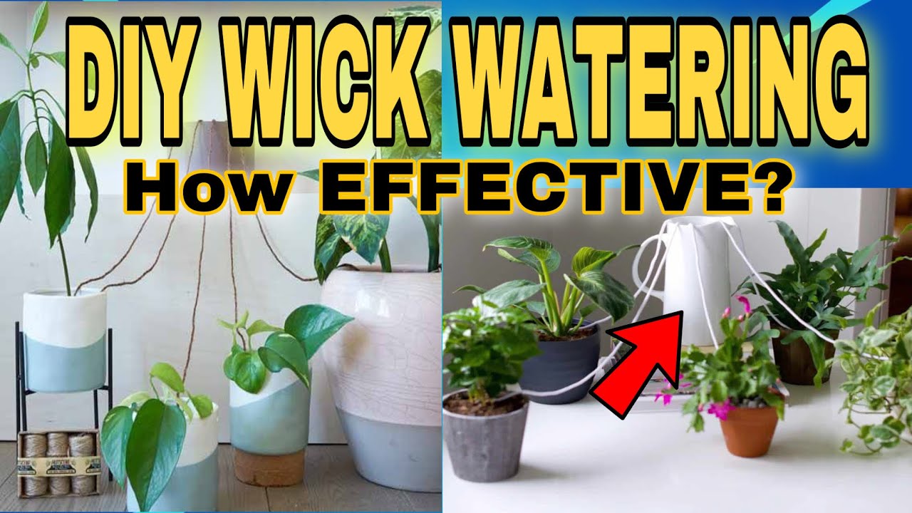 Homemade Wick Watering System for Potted Plants My Journey on How to Water  Plants When on Vacation 