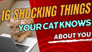 16 SHOCKING Things Your Cat KNOWS About You #facts #pets #catlovers #animals #creepycreatures