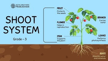 Shoot System | Class 3 | Illustrative Series | Goyal Brothers Prakashan