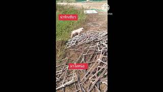 หนีออกมายังไง#หมูกะทะ #หมูกะทะ