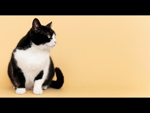 Top cats breeds