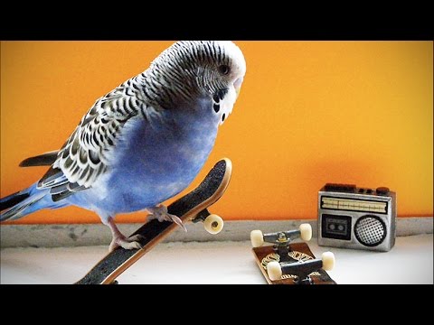 funny-parrots-★-world's-best-talking-parrots-(hd)-[funny-pets]