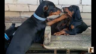 ЩЕНКИ ДОБЕРМАНА / игры щенков доберманчики маленькие собачки Dobermann puppies