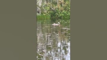 September 25, the whistling duck babies on the water coming for food.