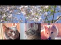 この中で桜に全く興味がないのはだーれだ? Cherry blossom season