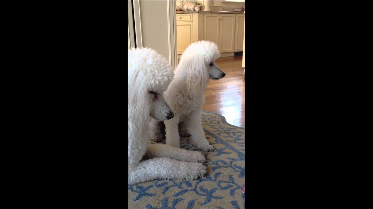 Smart Poodles