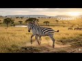 #like #dance #dog #viral #english #bangladesh #zevra