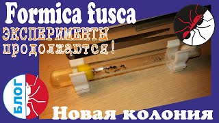 Муравьи. Formica fusca. Блог. Новая колония + Эксперимент.