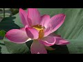 Цветение индийских лотосов на Тамани. Июль 2020.