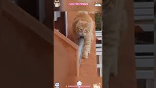 Try Not To Laugh Challenge With Funny Cats &amp; Dogs😂#trynottolaugh #funnycats #funnydogs #catsanddogs