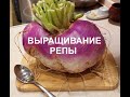 Репа Внучка и брюква Новгородская