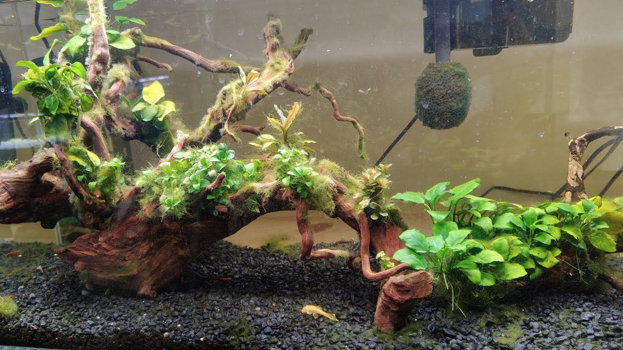 🐟 Algae Away de Azoo anti algas : Resultado final . ¿ Que os parece el resultado ?