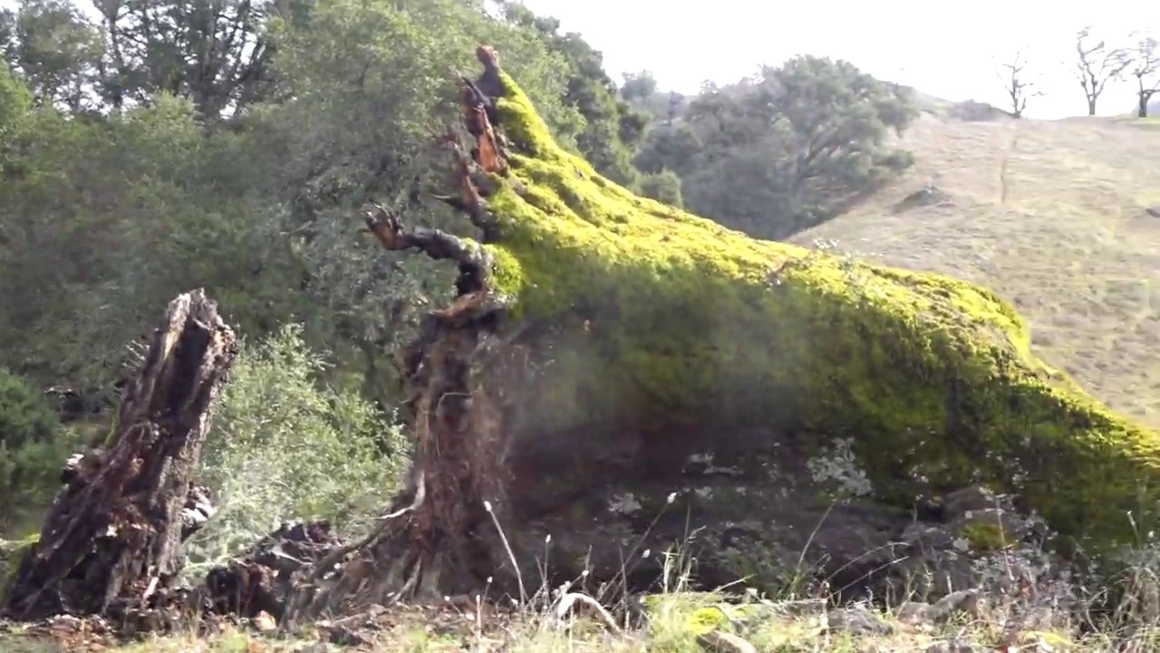 C0070 Grandmother Oak Tree, possibly oldest live oak in Sonoma County