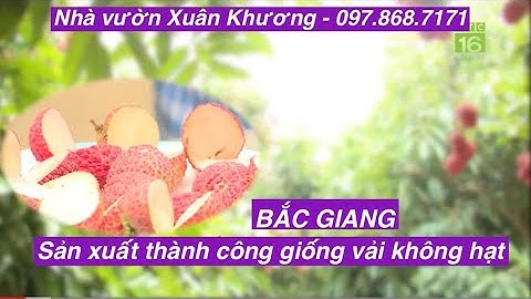 Mô hình trồng thành công Cây Vải Không Hạt tại Bắc Giang - 097.868.7171 #youtube #tiktok