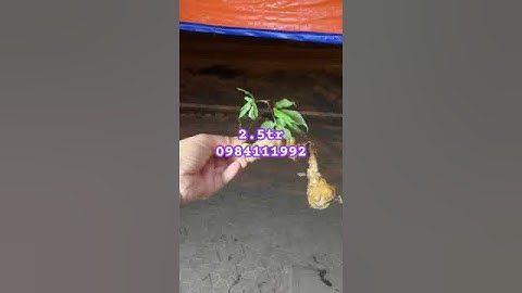 Củ sâm rừng xịn nhỏ xinh #sâm_ngọc_linh_rừng #sâm_ngọc_linh #sâm_ngọc_linh_rừng