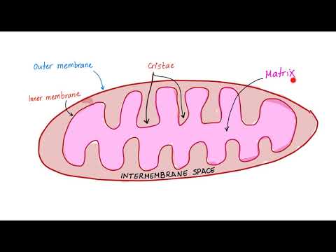 Видео: Митохондрийн бүтэц эсийн амьсгалд хэр чухал вэ?