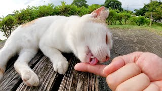 ベンチで毛繕いをする茶シロ猫に触ったら、指をザリザリと舐めてきた