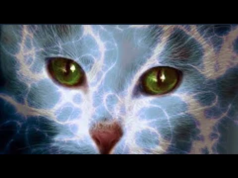 Video: Die Geheime Kraft Von Katzen: Wahrheit Oder Fiktion - Alternative Ansicht