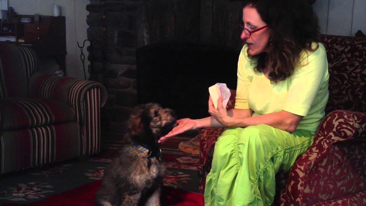 Solve Barking & Nipping in Dog/Puppy | Sarah Says Pets 