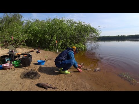 Видео: #рыбалка #фидер #лещ    Утренний клёв Леща!   Где-то на берегу Днепра 🐟🐟🐟🇺🇦🤘
