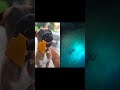 these dogs are funniest 🐶 #funny #rameshuttam #utube #short #duet