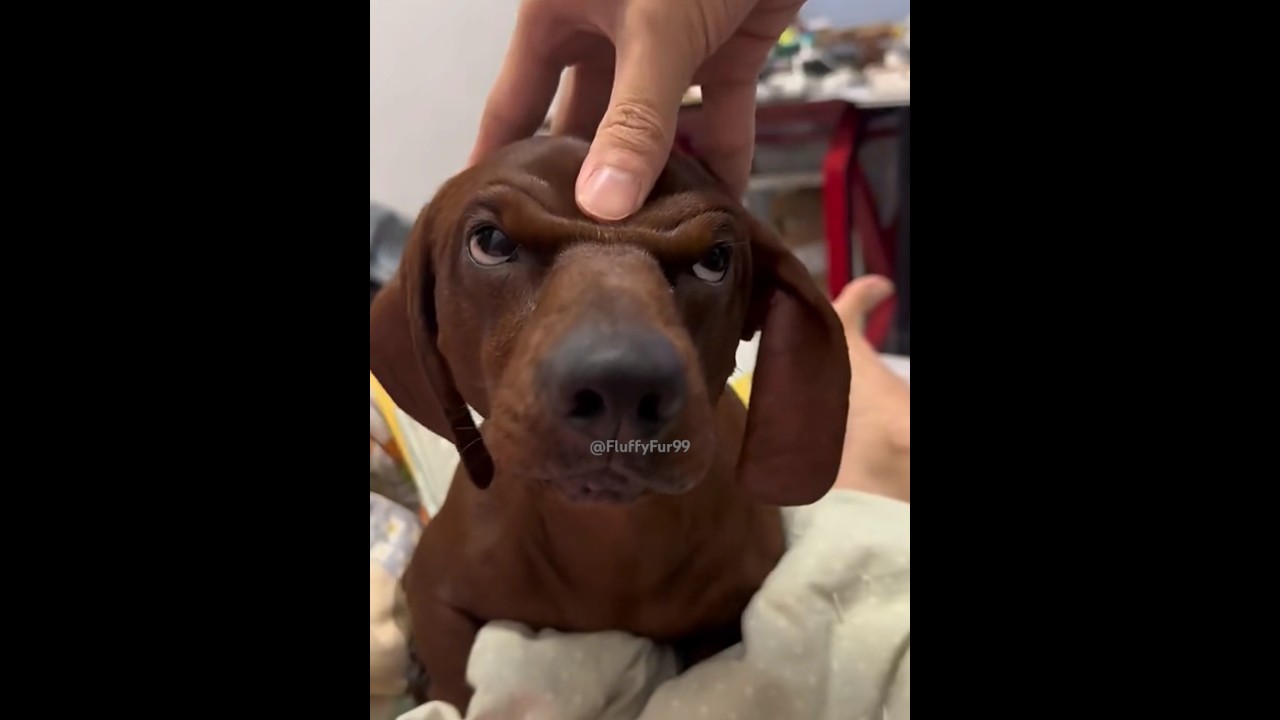 Funny dachshund 😂😍 #dogs #cute #shorts #trending #fyp #viralvideo #funny