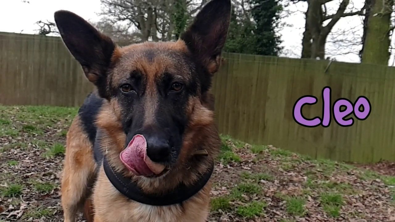 wales wisconsin Dogs Trust Kenilworth - Cleo