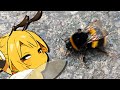 Why do bees do this