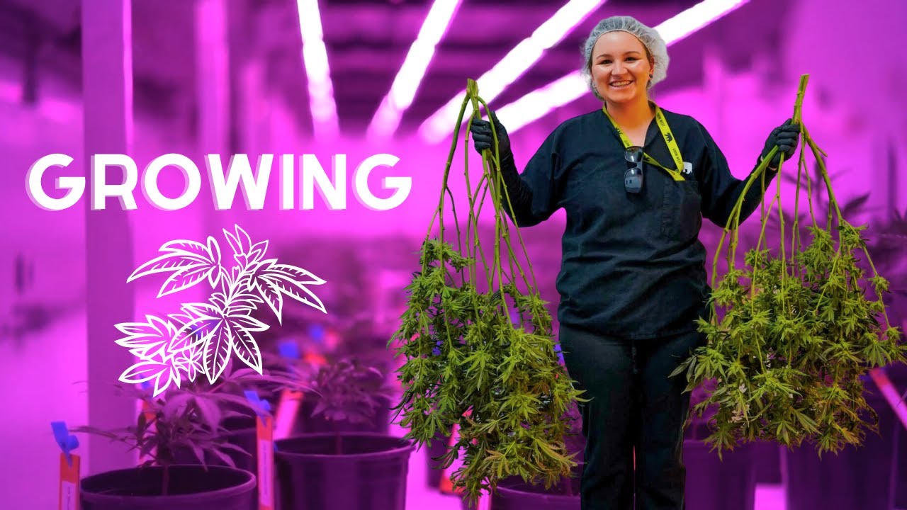 How is Cannabis Grown? Asking Grow West | Green Point Wellness