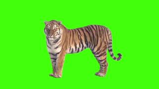Футаж тигр на зеленом фоне