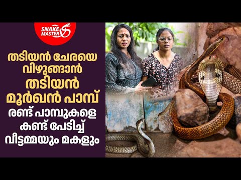 തടിയൻ ചേരയും,തടിയൻ മൂർഖൻ പാമ്പും വീട്ടിൽ,പേടിച്ച് വീട്ടമ്മയും മകളും | Vava Suresh | Snakemaster 1131