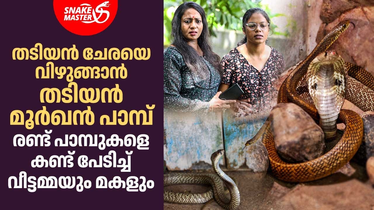 തടിയൻ ചേരയും,തടിയൻ മൂർഖൻ പാമ്പും വീട്ടിൽ,പേടിച്ച് വീട്ടമ്മയും മകളും | Vava Suresh | Snakemaster 1131