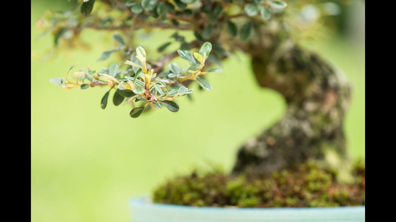brick bonsai Bonsai Forest – Modern Brick Haus main image 1