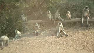 Monkeys Are Relaxing In Summer Days