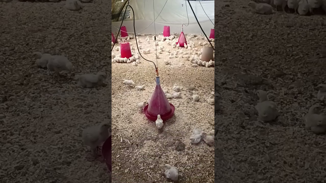 تربية دجاج اللحم في الجزائر