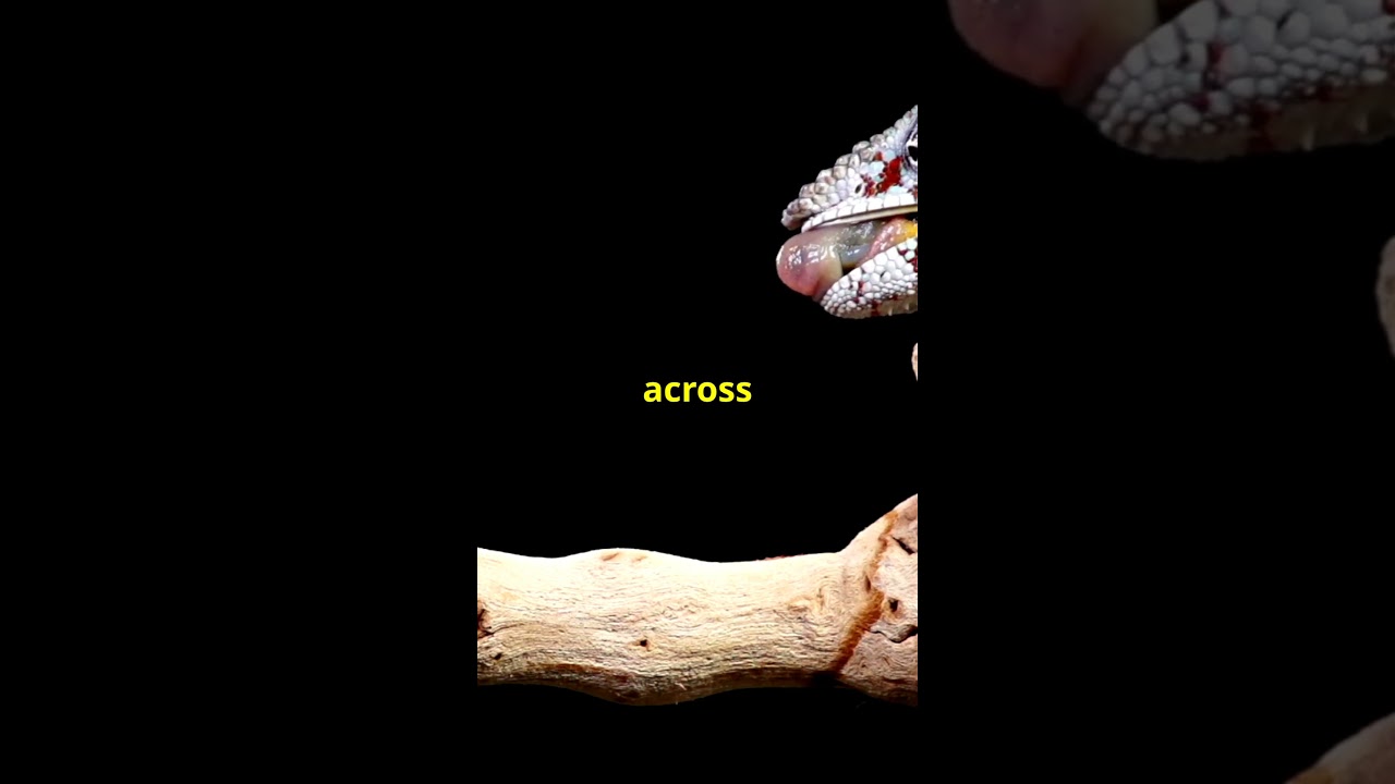 The Chameleon's Crazy Long Tongue!