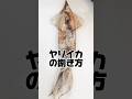 ヤリイカの捌き方【刺身用】スーパーの処理 #ヤリイカ #捌く #ヤリイカ捌き方