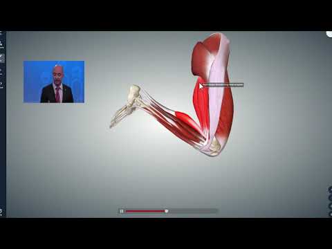 Video: Mighty Hamstring Muscles: Anatomie, Leziune și Antrenament