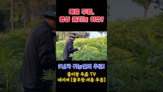 두릅 농사 유튜브 왜 하냐면요