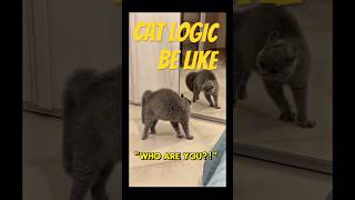 Cat Logic Be Like: “I’m Not a Pet, I’m Your Overlord”