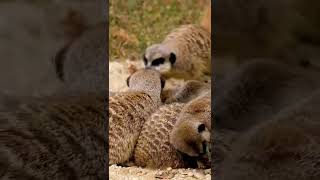 Meerkat Mammal cub shorts