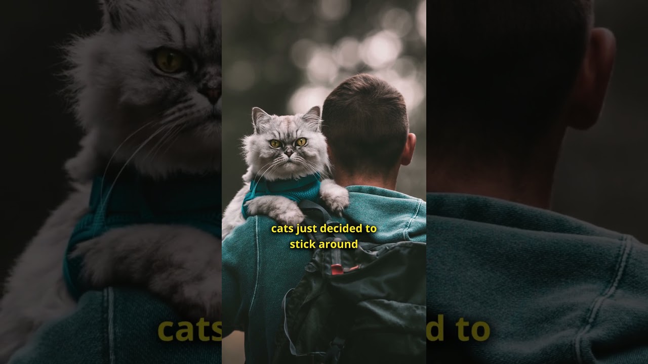 How Did Cats Become Domesticated?