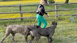 Training my CANE CORSO Protection Dog