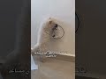 الحلم تحقق اكسبلور قطط تحشيش  