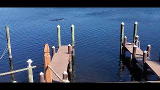 Dolphin enjoying 51 Ruskin Florida weather Tampa South RV Resort