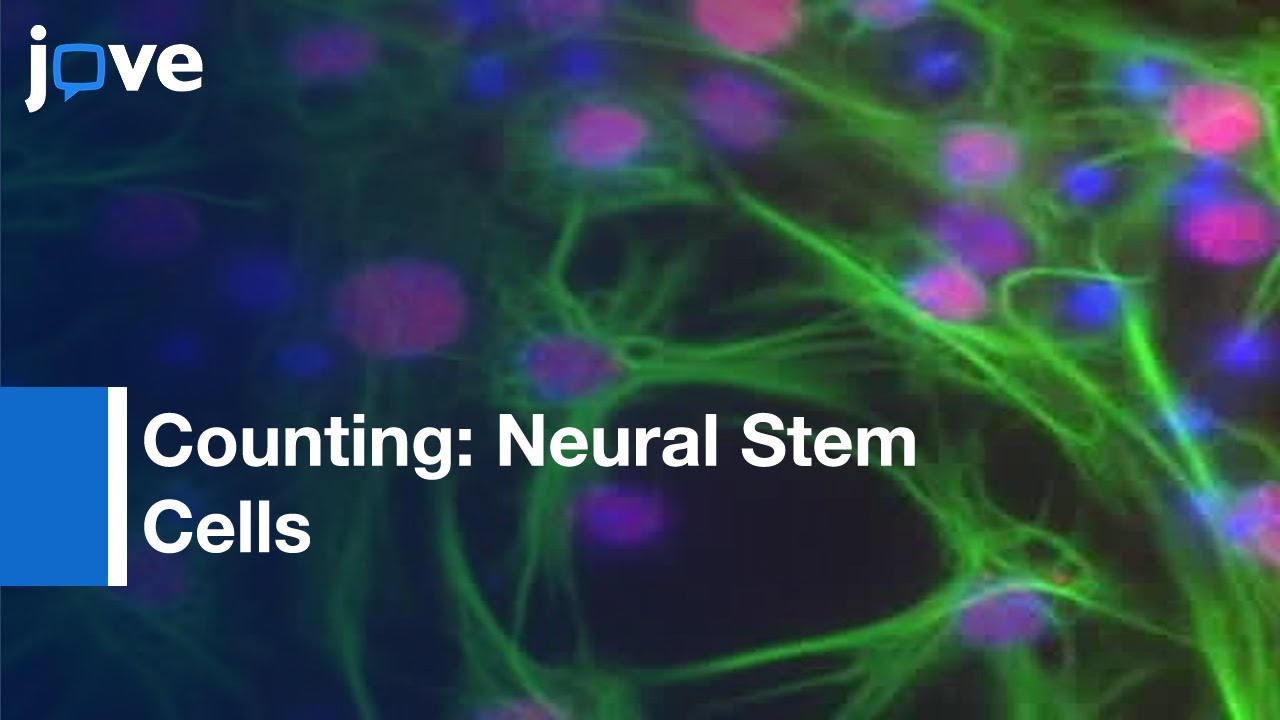 Counting Human Neural Stem Cells