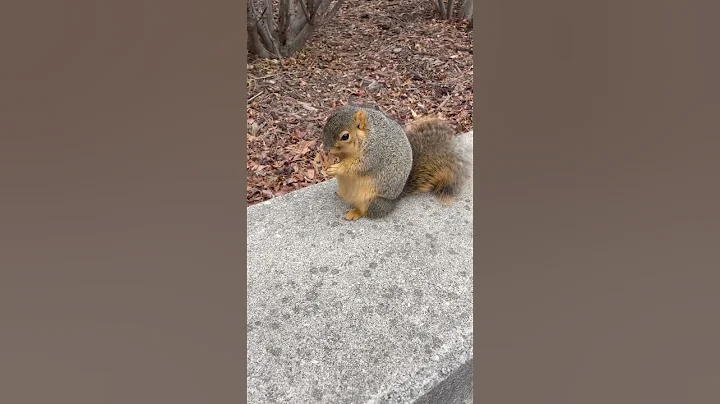 CUTEST SQUIRREL AT UMICH