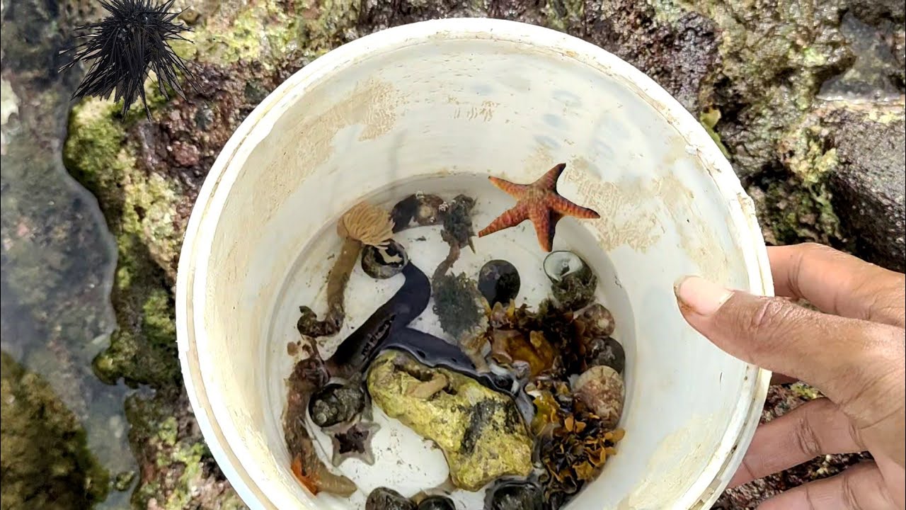 MENEMUKAN BERBAGAI HEWAN LAUT YG TERJEBAK SETELAH OMBAK BESAR SURUT