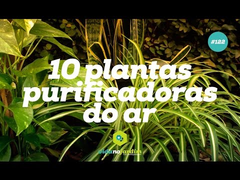 Vídeo: Plantas Que Nos Ajudam Em Casa. Purificação Do Ar. Filtros. Umidade Aumentada. Uma Foto